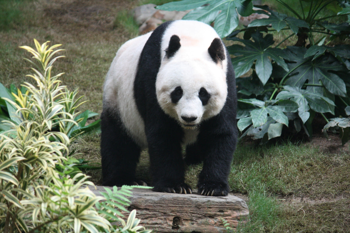 La nouvelle montre Panda de Seiko : quand le Panda Dial devient un vrai panda